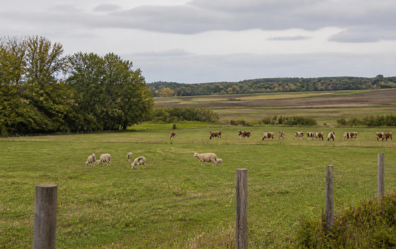 Pâturages clôturés d'une ferme québécoise avec des animaux de ferme au loin (image représentative)